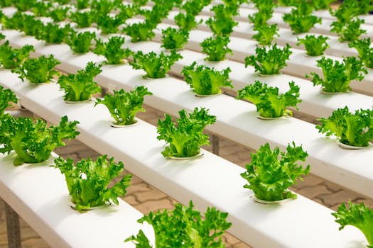 vertical hydroponic lettuce with Cultivatix